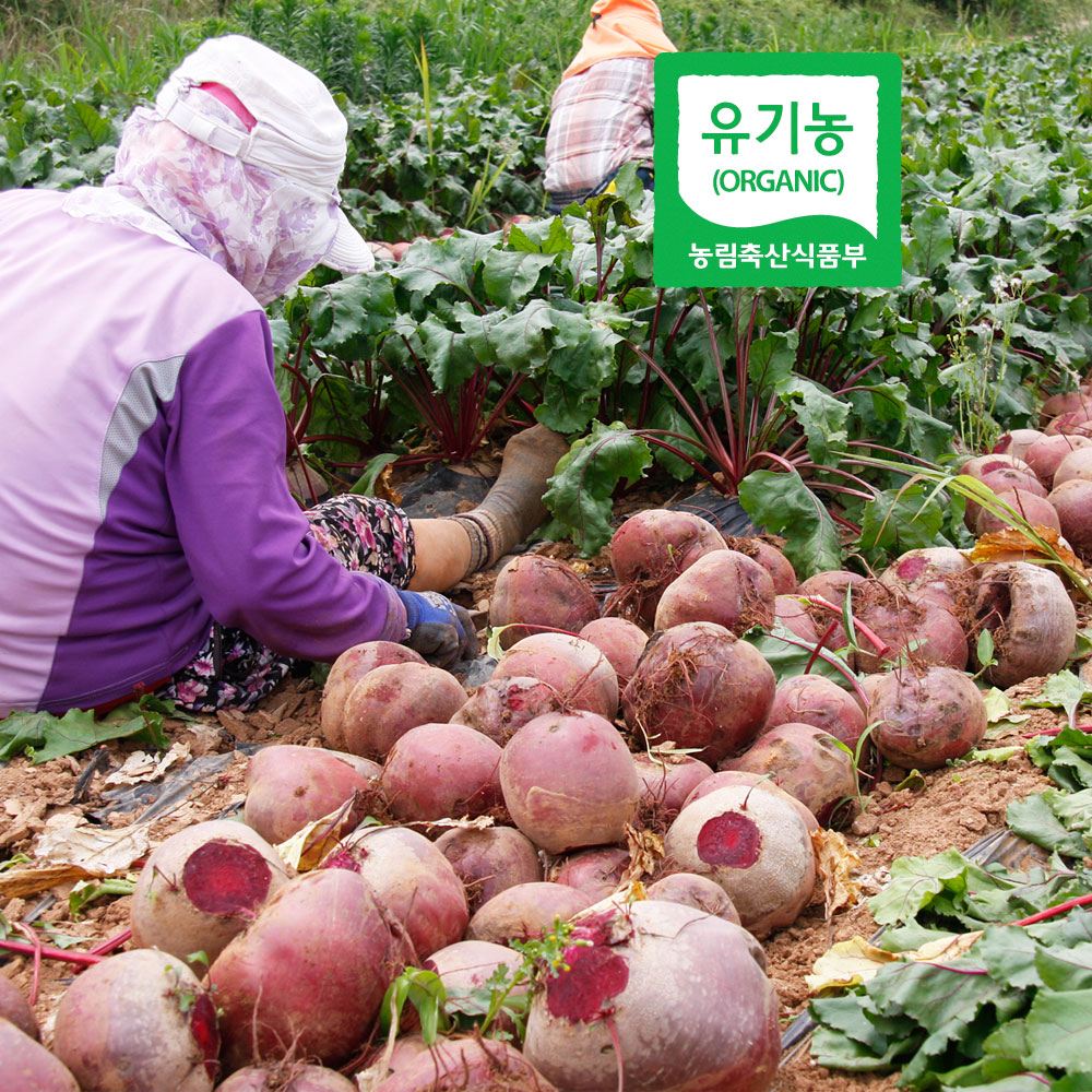 [최상품] 껍질까지 먹는 유기농 레드비트 10kg