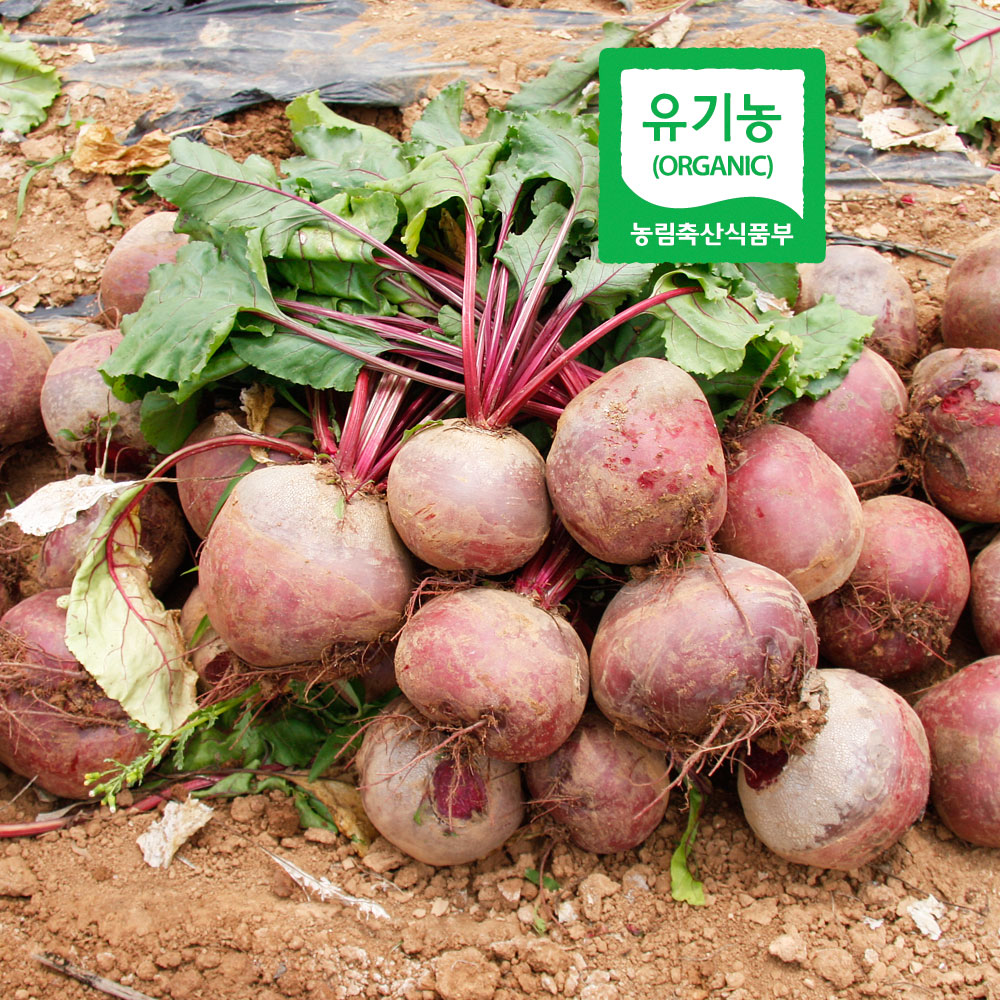 [최상품] 껍질까지 먹는 유기농 레드비트 5kg