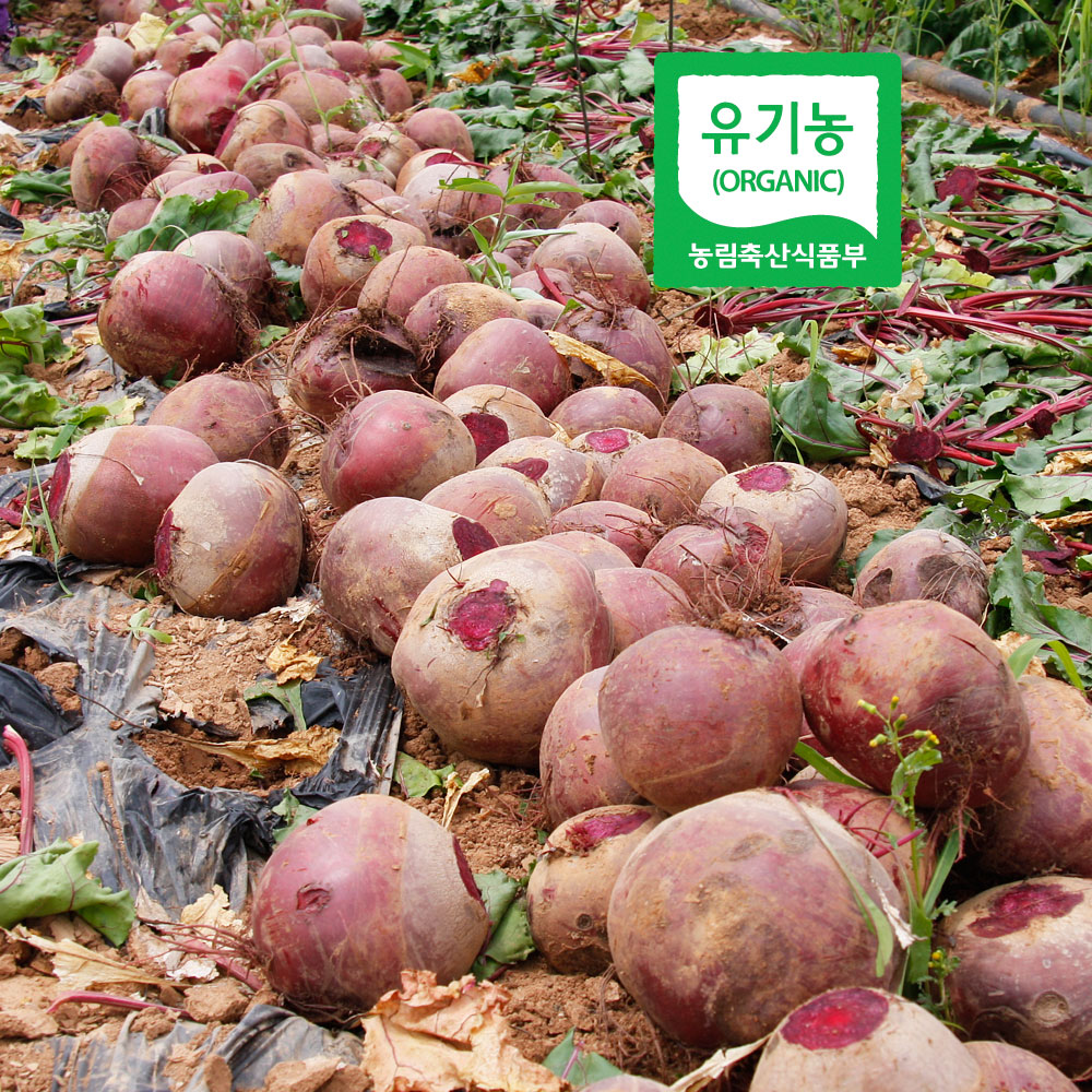 [최상품] 껍질까지 먹는 유기농 레드비트 2kg