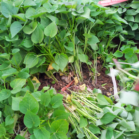 밤고구마 모종 3KG