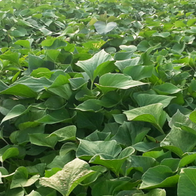 꿀고구마 모종 3KG