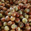 친환경 무농약인증 양파 5kg ( 무선별 :  90g ~ 300g 개당 )