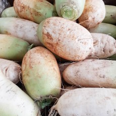 해남 햇 월동무 - 단단하고 맛있는 월동 흙 무우 3kg (2~4개)