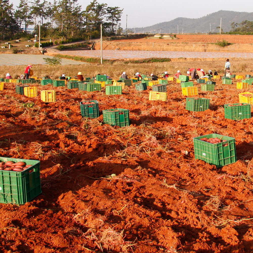 [중상품] 해남 황토 호박고구마 10kg