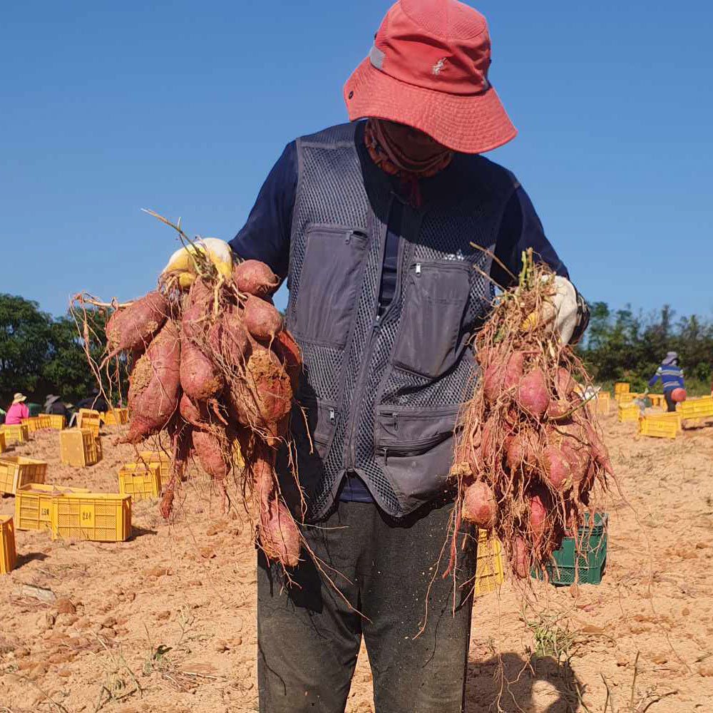 [대품] 해남 황토 호박고구마 3kg